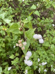 Ageratina glechonophylla