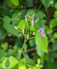 Cyanthillium cinereum
