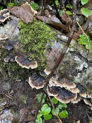 Trametes versicolor