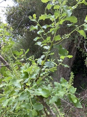 Escallonia pulverulenta