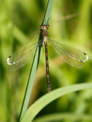 Lestes dryas