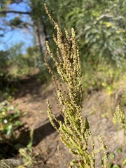 Dysphania anthelmintica