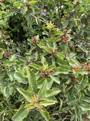 Schinus latifolia