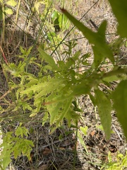 Dysphania anthelmintica