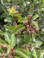 Schinus latifolia