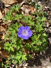 Geranium pratense