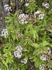 Aristeguietia salvia