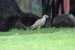 Burhinus capensis