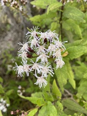 Aristeguietia salvia