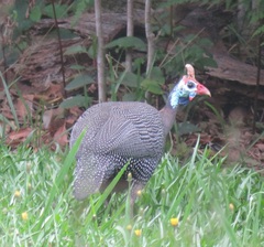 Numida meleagris coronatus