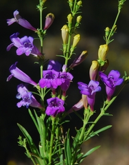 Penstemon heterophyllus australis