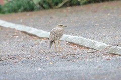 Burhinus capensis