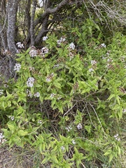 Aristeguietia salvia
