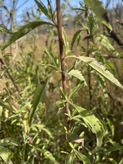 Eupatorium maritimum