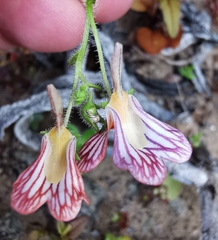 Nemesia pageae