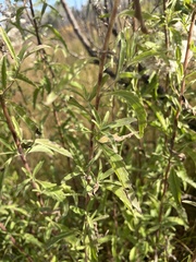Eupatorium maritimum