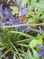 Euodynerus annulatus