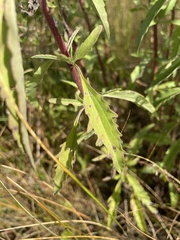 Eupatorium maritimum