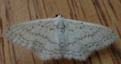 Idaea tacturata