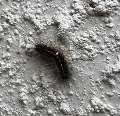 Paracles fusca