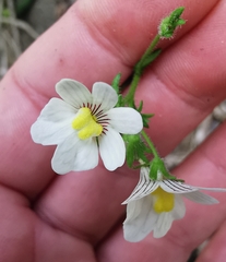 Nemesia bicornis