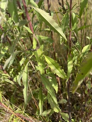 Eupatorium maritimum