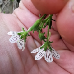 Nemesia bicornis