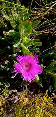 Carpobrotus mellei