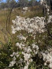 Eupatorium maritimum