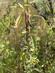 Eupatorium maritimum