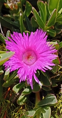 Carpobrotus mellei