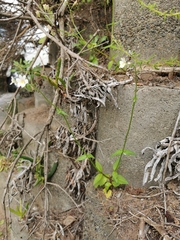 Nemesia bicornis