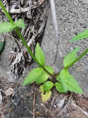Nemesia bicornis