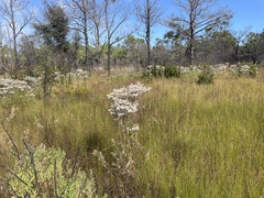 Eupatorium maritimum