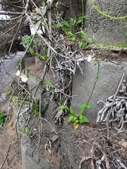 Nemesia bicornis