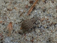 Philopedon plagiatum