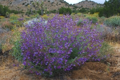 Penstemon incertus