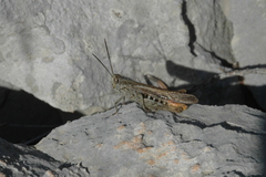 Chorthippus maritimus maritimus