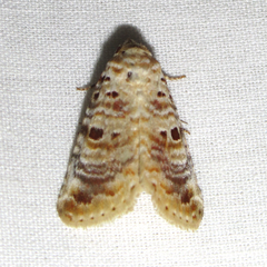 Diastema tigris