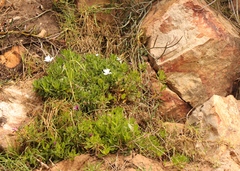 Dimorphotheca fruticosa