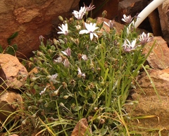 Dimorphotheca fruticosa