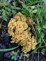 Ramaria flava