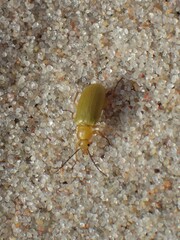 Cteniopus sulphureus