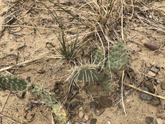 Opuntia polyacantha