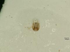 Psammotettix confinis