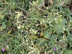 Arabidopsis thaliana