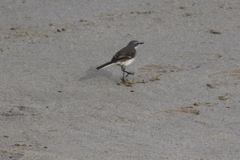 Motacilla capensis capensis