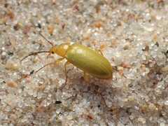 Cteniopus sulphureus