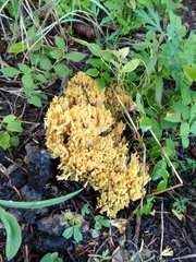 Ramaria flava