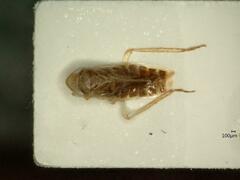 Psammotettix confinis